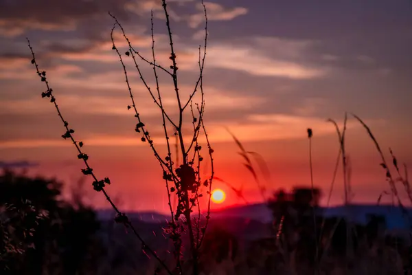 Couleur Prairie Sombre Avec Coucher Soleil Vue Couleur Été Beau — Photo