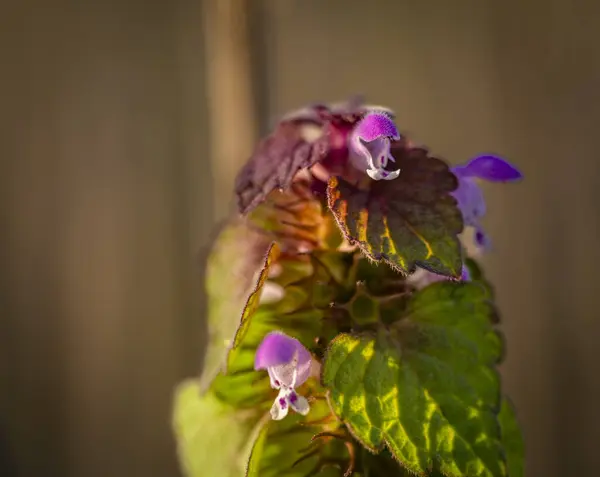 Yaz Mevsimi Renk Tarlaları Hasat Sonrası Çiçekler Günbatımında Sıcak Bir — Stok fotoğraf