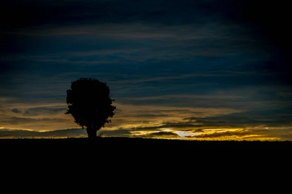 Baum Allein Auf Feld Bei Sonnenuntergang Der Nähe Von Ottenschlag — Stockfoto