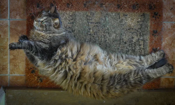 Girişteki Kirli Renkli Paspasın Üzerinde Duran Kahverengi Kedi — Stok fotoğraf