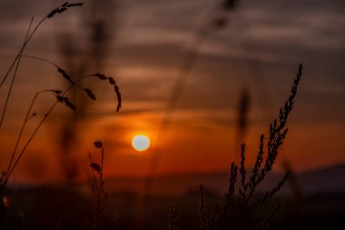 Yaz renginde çiçekler açan ve gün batımında altın gökyüzü olan sıcak bir akşam