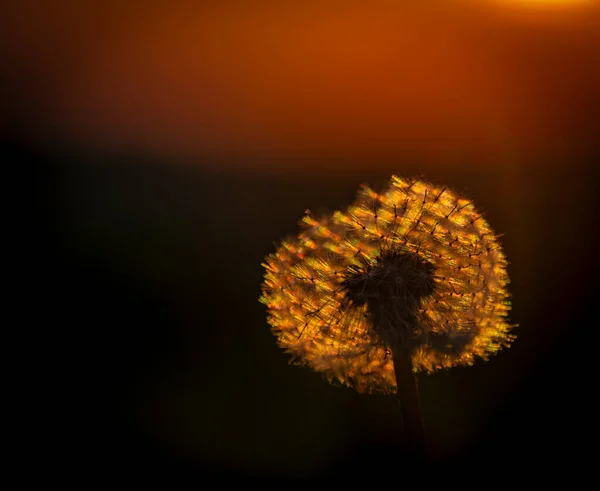 Zomer Kleur Bloemen Met Bloemen Gouden Hemel Zonsondergang Hete Avond — Stockfoto