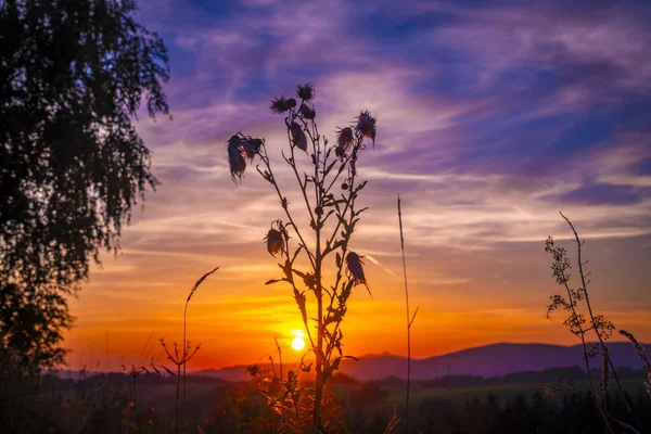 Sommerfarbe Blumen Mit Blüten Und Goldenem Himmel Bei Sonnenuntergang Heißer — Stockfoto