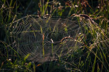 Renkli örümcek ağı çiğ içinde ıslak yeşil çayır Yazın sıcak güneşli sabahı