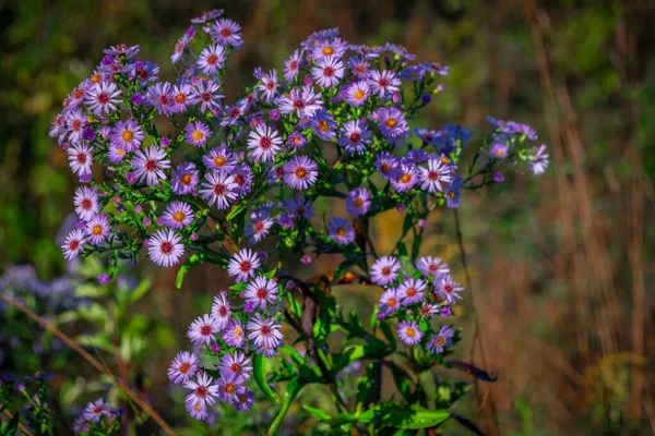 Color Aster Alpinus Flor Con Hermosa Floración Rocío Mañana Fresca — Foto de Stock