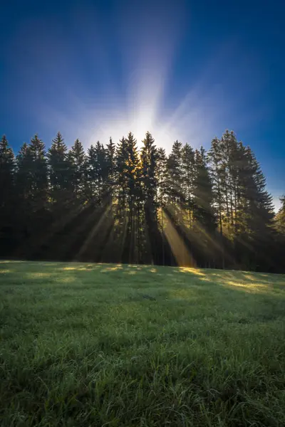 Licht Und Schattenstrahlen Grünen Fichtenwald Bei Horschlag — Stockfoto