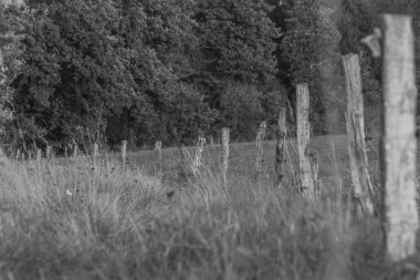 Doubravice Köyü yakınlarındaki sıcak yaz günbatımından sonra çayır ve çayır.