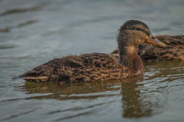 Vrbenske 'deki genç ördekler sonbahar güneşli sabahlarında göletler.