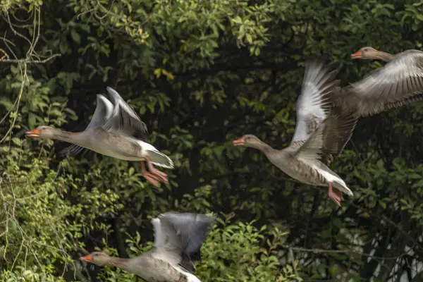 Flying goose over Vrbenske pond in autumn green morning