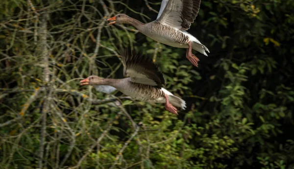 Flying goose over Vrbenske pond in autumn green morning
