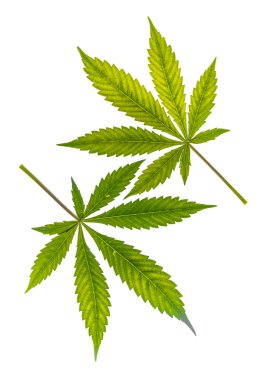 Fransız kurabiyelerinin çeşitli marihuana çeşitleri açık beyaz arka planda