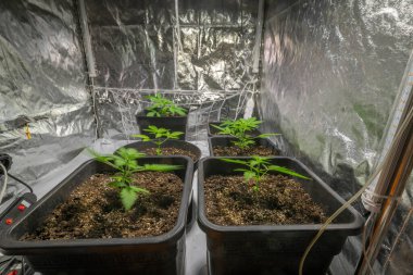 Taze Fransız kurabiyeleri. İçi gümüşi büyüyen bir kutuda taze marihuana çeşitleri.