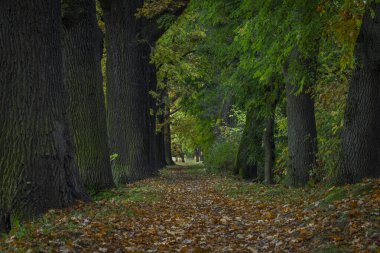 Sonbahar bulutlu bir gecede Vltava nehrinin yanındaki yaprak ağacı sokağı.
