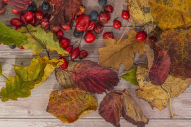 Renkli sonbahar kuru yaprakları ve eski ahşap masada kırmızı yaban gülü meyveleri.