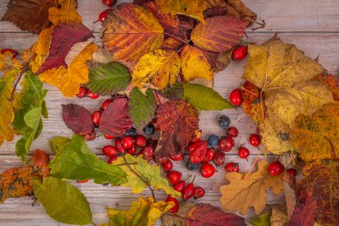 Renkli sonbahar kuru yaprakları ve eski ahşap masada kırmızı yaban gülü meyveleri.