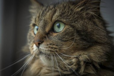 Kahverengi tekir, çok kıllı dişi kedi. Pencerenin yanında yeşil gözlü.