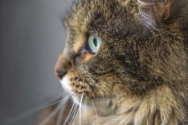 Kahverengi tekir, çok kıllı dişi kedi. Pencerenin yanında yeşil gözlü.