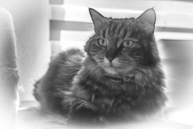 Girişteki kirli renkli paspasın üzerinde duran kahverengi kedi.