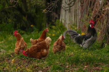 Moravya 'da sonbaharda yeşil çimlerde tavuk ve horoz taze renk gününde