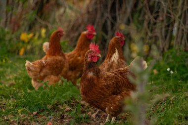 Moravya 'da sonbaharda yeşil çimlerde tavuk ve horoz taze renk gününde