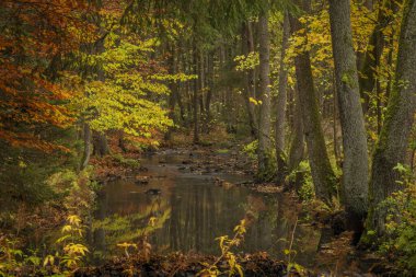 Doubrava nehri. Sonbahar yağmurlu günlerde Bilek Köyü yakınlarında yosunlu renkli kaya.