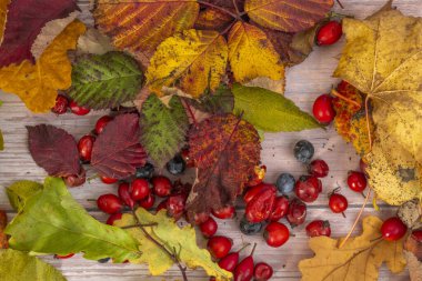 Renkli sonbahar kuru yaprakları ve eski ahşap masada kırmızı yaban gülü meyveleri.