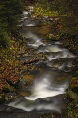 Sel suyuyla Ponikly deresi Sonbahar sisli sabahında her gece yağmur yağar