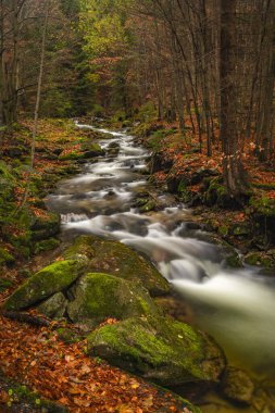 Sel suyuyla Ponikly deresi Sonbahar sisli sabahında her gece yağmur yağar