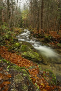 Sel suyuyla Ponikly deresi Sonbahar sisli sabahında her gece yağmur yağar