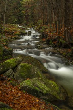 Sel suyuyla Ponikly deresi Sonbahar sisli sabahında her gece yağmur yağar