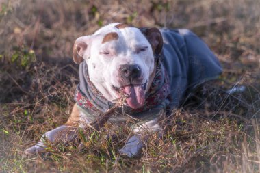 Soğuk kış sabahında kuru çayırlarda renkli köpek tasması takan Pitbull.