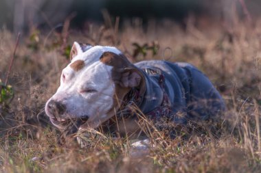 Soğuk kış sabahında kuru çayırlarda renkli köpek tasması takan Pitbull.