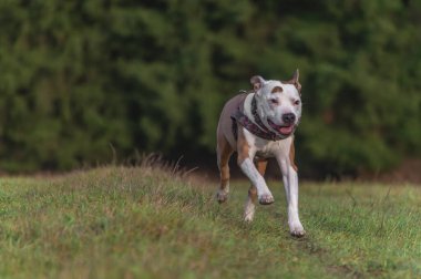 Kışın bulutlu bir günde yeşil çayır üzerinde koşan pitbull köpeği.