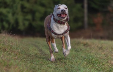 Kışın bulutlu bir günde yeşil çayır üzerinde koşan pitbull köpeği.