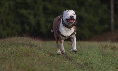 Kışın bulutlu bir günde yeşil çayır üzerinde koşan pitbull köpeği.