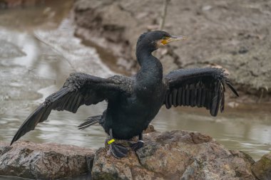 Kış ormanlarında göletin yanında uzun ıslak kanatları olan büyük bir kuş.