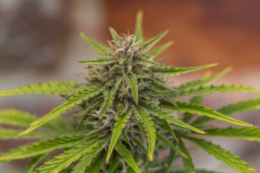 Kritik domuz türünde eski turuncu tuğla duvarlı marihuana çiçeği