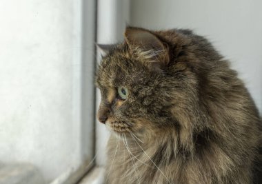 Yeşil gözlü tekir kahverengi kedi ve pencerenin yanında büyük kıllı kafa.