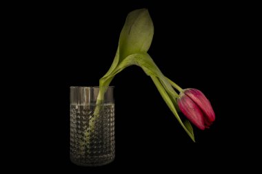 Güzel çiçekli mor lale çiçeği ve yeşil yaprak ve siyah arka plan