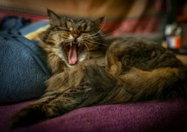 Tekir kahverengi kedi, güneşli bir günde, battaniyenin üzerinde yatıyor.