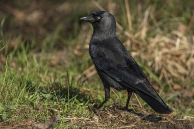 Karga kuşu, yeşil tüylü, karga kuşu taze, güneşli bir günde kuru bahar çimeni.