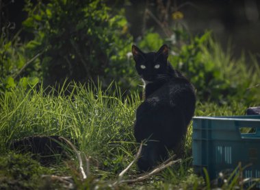 Büyük şehirde yeşil, güneşli çimlerde plastik kutunun yanında kara kedi.