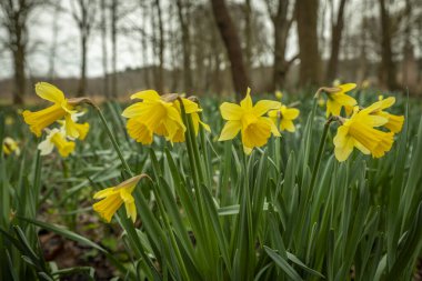 Narcissus sarı çiçek yeşil çimlerde bahar bulutlu sabah