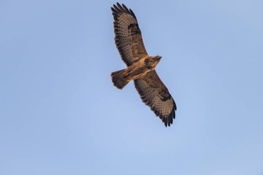 Buteo buteo kuşu mavi gökyüzünün altında uçuyor ve bulutlu gökyüzü ilkbaharda taze bir günde