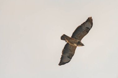 Buteo buteo kuşu mavi gökyüzünün altında uçuyor ve bulutlu gökyüzü ilkbaharda taze bir günde