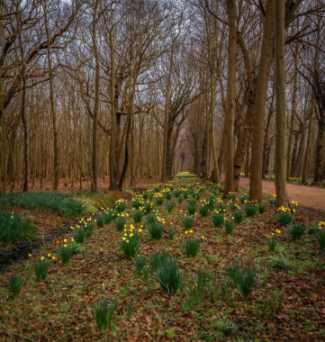 Narcissus sarı çiçek yeşil çimlerde bahar bulutlu sabah