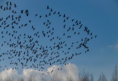 Baharda mavi gökyüzü ile uçan renkli ördek güneşli güzel bir gün.