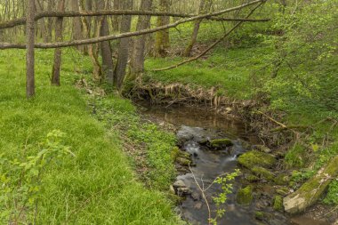Roprachtice köyü yakınlarında, bahar yaprağı ormanı ve Kopaninsky deresi olan bulutlu karanlık bir akşam.