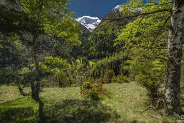 İlkbaharda Taze İlkbahar sabahı Tuğla Kasabası yakınlarındaki Yeşil Vadi 'de Grund yerleşimi