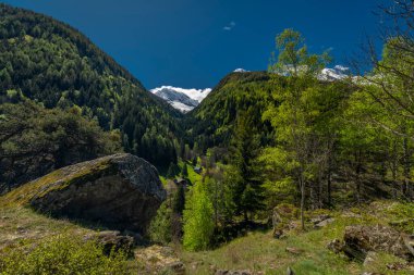 İlkbaharda Taze İlkbahar sabahı Tuğla Kasabası yakınlarındaki Yeşil Vadi 'de Grund yerleşimi